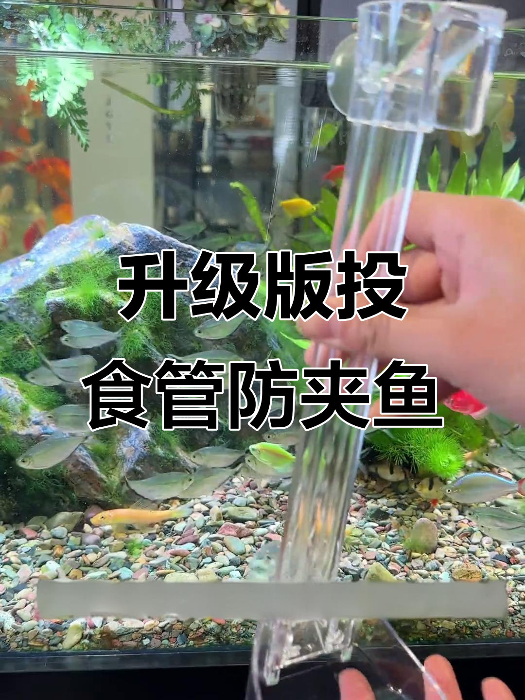 鱼粮不飘散，吸盘设计让喂食更轻松