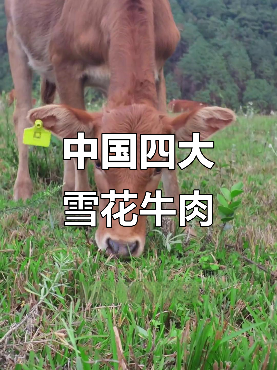 广南高峰牛:中国四大雪花牛肉品种之一,与和牛基因高度相似