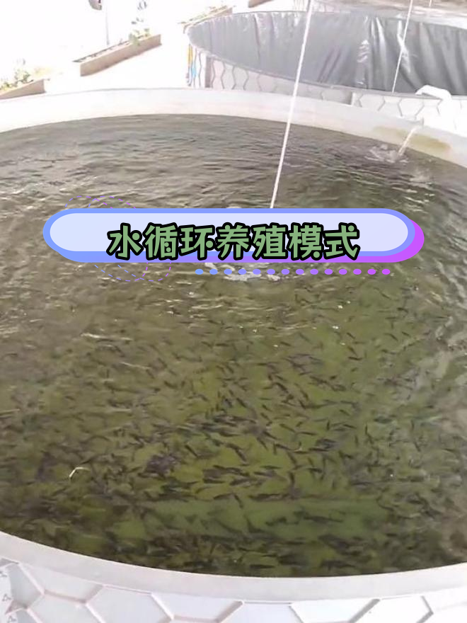 高密度养鱼水循环系统,减少换水频率