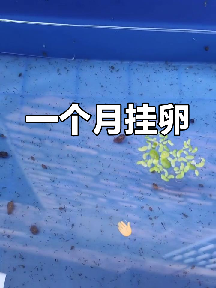 两个月快速繁殖的观背青鳉鱼
