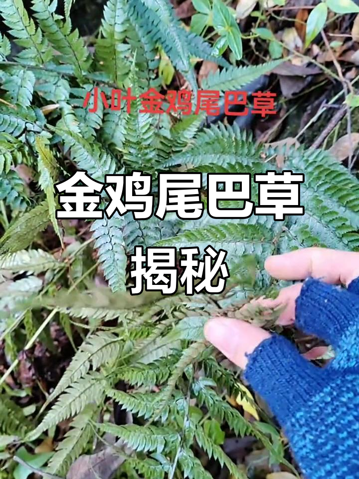 小叶金鸡尾巴草:叶子像金鸡尾,背面有黄点