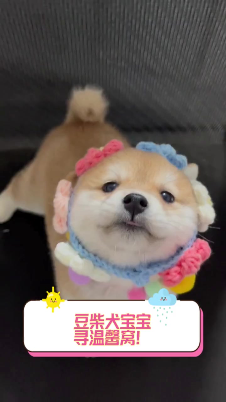 豆柴犬宝宝,寻温馨窝!