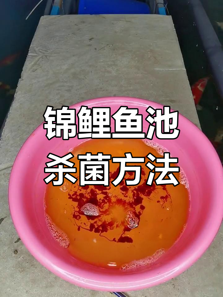 锦鲤鱼池消毒全攻略:碘溶液使用技巧与操作步骤