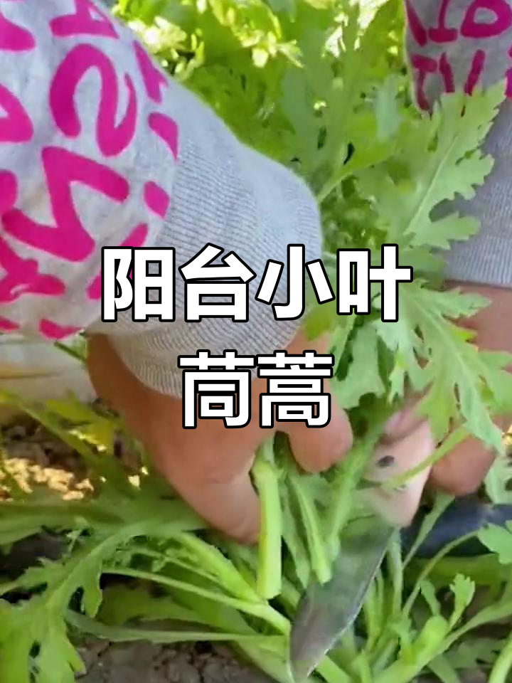 小叶茼蒿阳台种植,冬季也能生长旺盛,香气扑鼻!