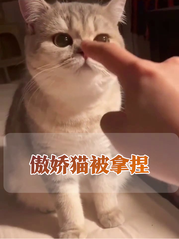 猫咪被碰鼻子秒变表情包,摸脖子时舒服到主动转头