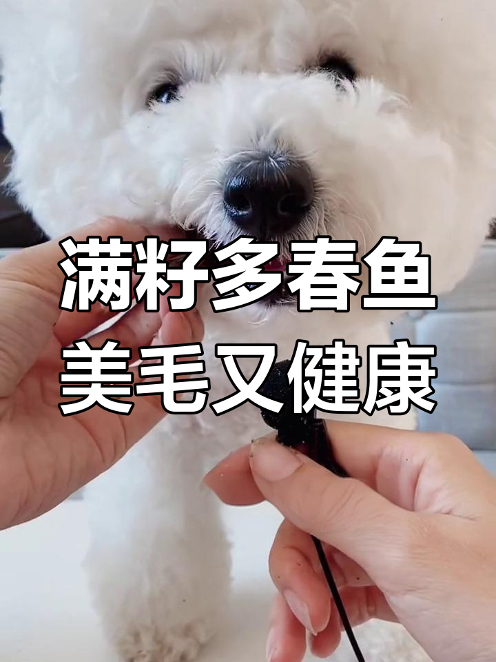 多春鱼:猫狗都能吃的营养美味