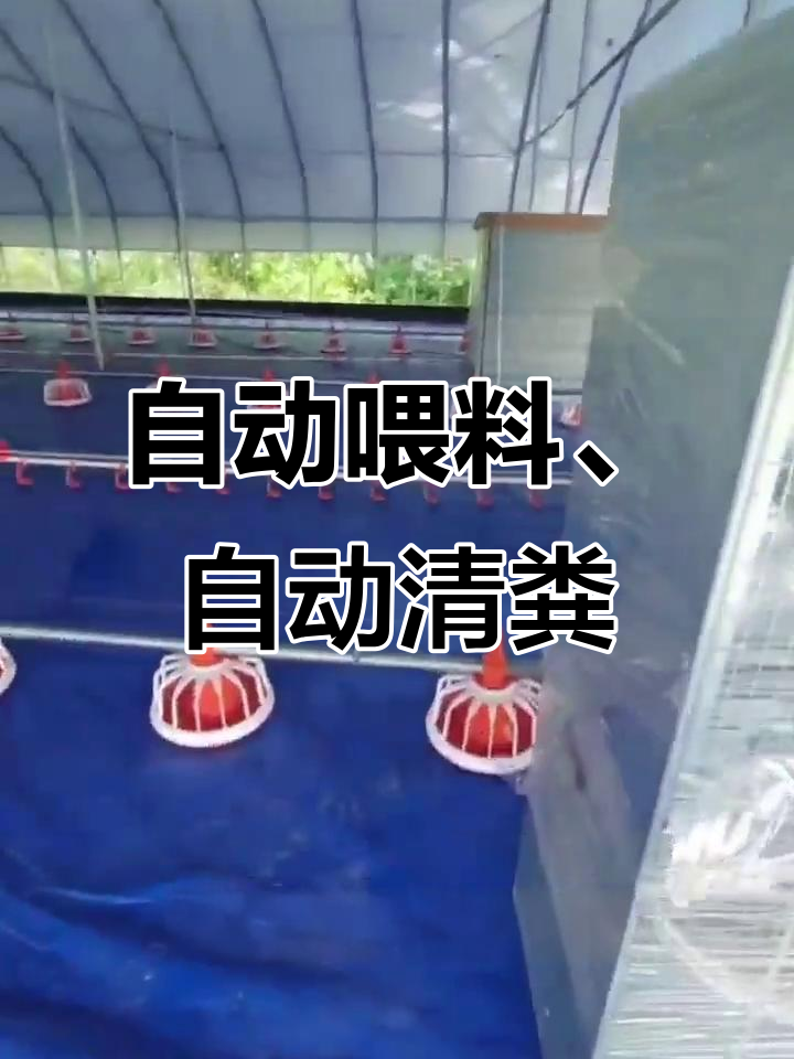 智能养鸡设备,自动化清粪与通风系统助力健康养殖