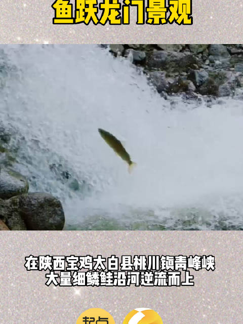 「逆流而上 突破自我!秦岭山区现鱼跃龙门景观」6月7日正值高考期间,在陕西宝鸡太白县桃川镇