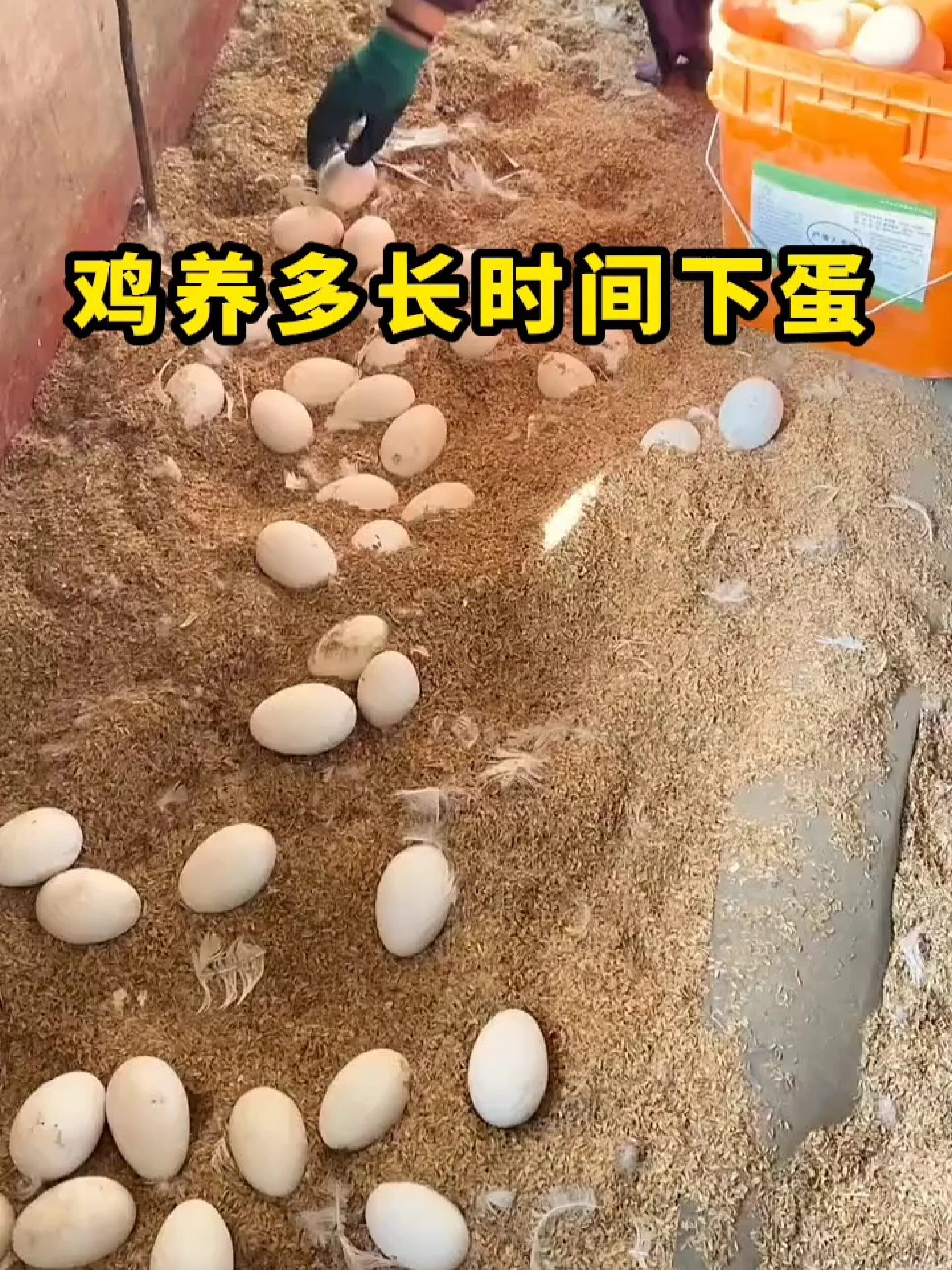 鸡多长时间下蛋?