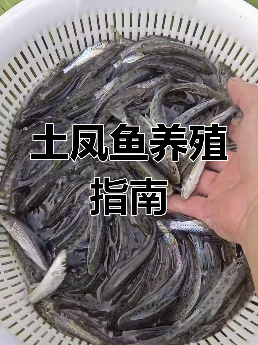 花骨鱼:小型杂食性鱼类,适应性强,养殖简单