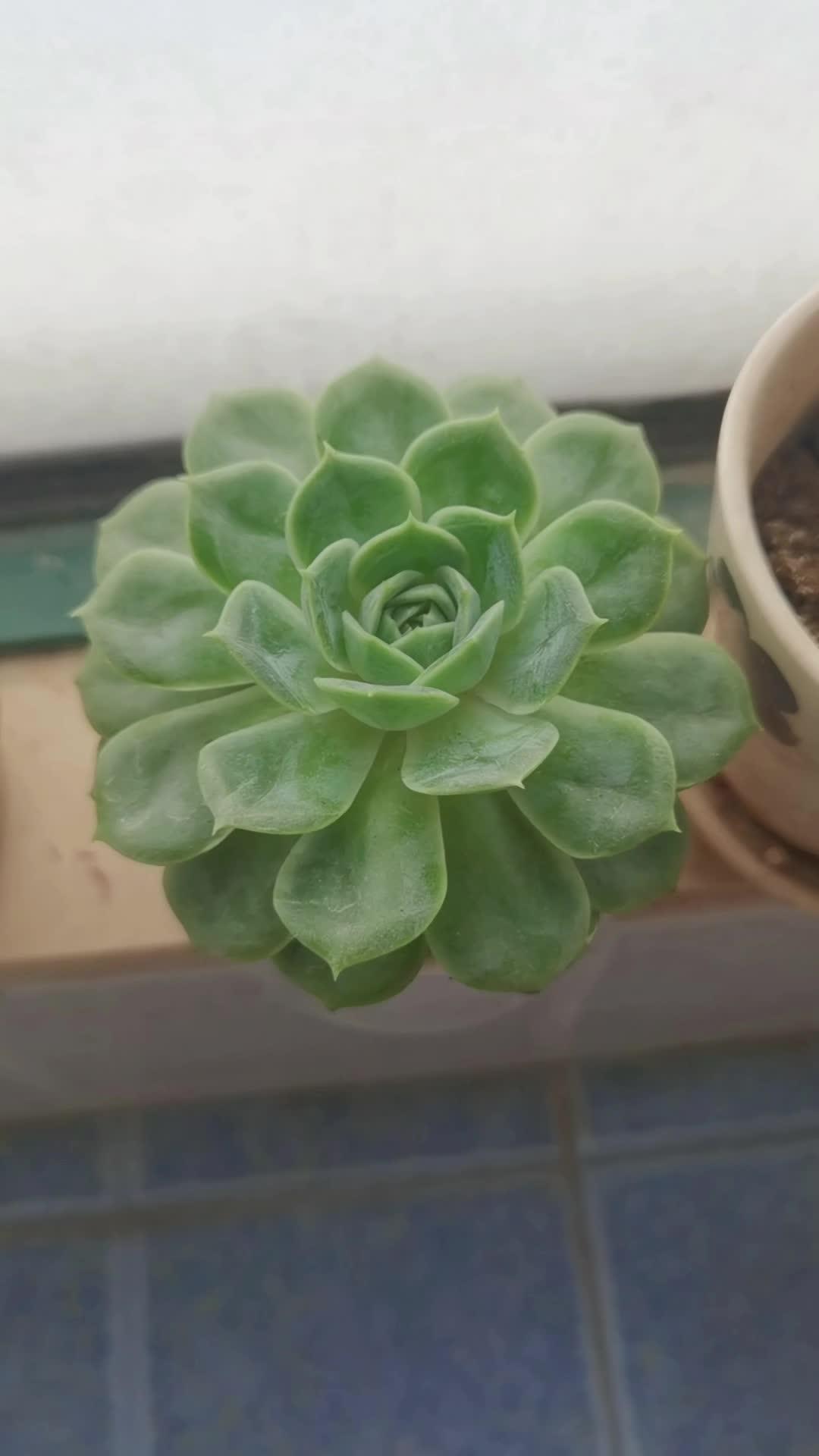 多肉植物
