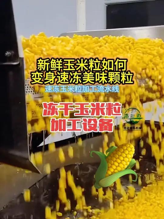 这是一条冻干玉米粒的加工设备生产线视频,完整流程如下所示:输送原料:新鲜带皮玉米被运输至工