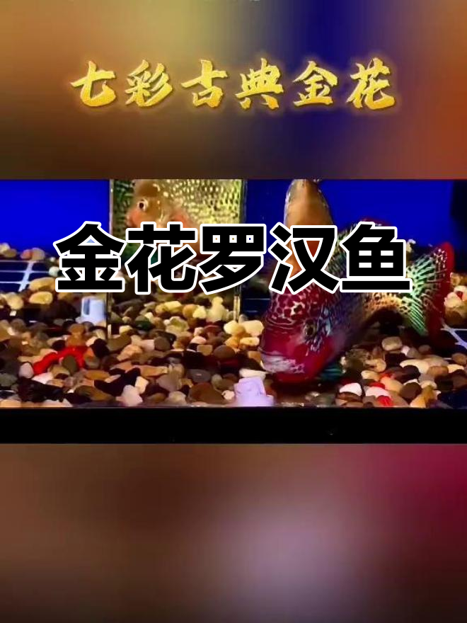 七彩金花罗汉鱼鉴赏