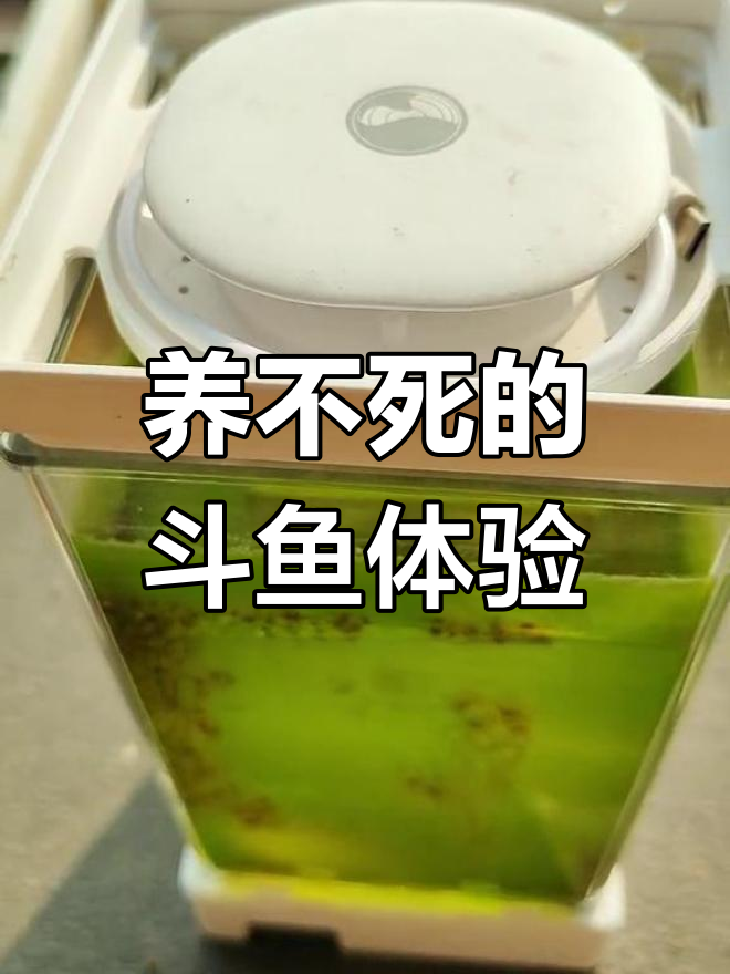 36度高温下,斗鱼依然活力四射!