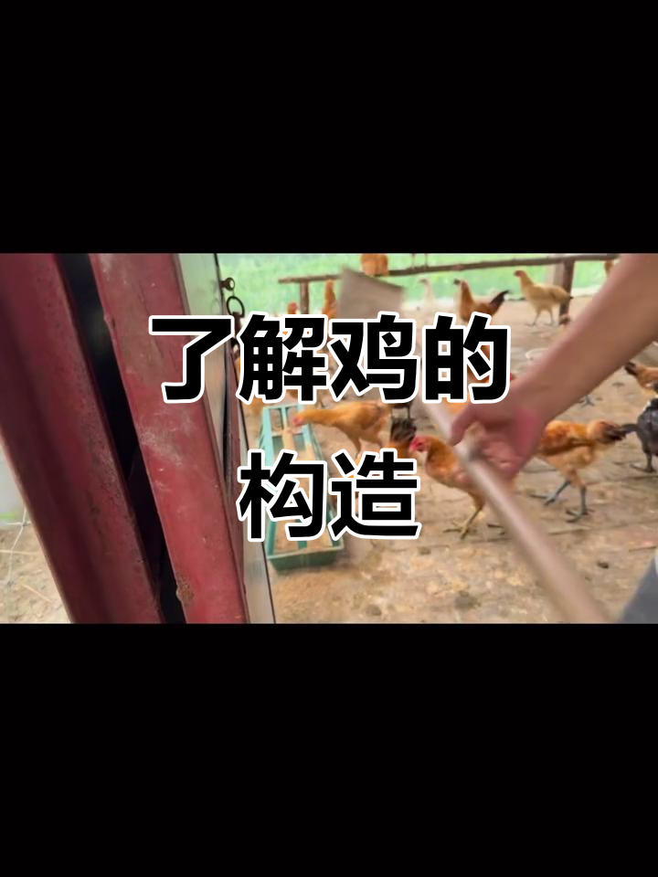 揭秘鸡的身体结构，原来它们是这样构成的！
