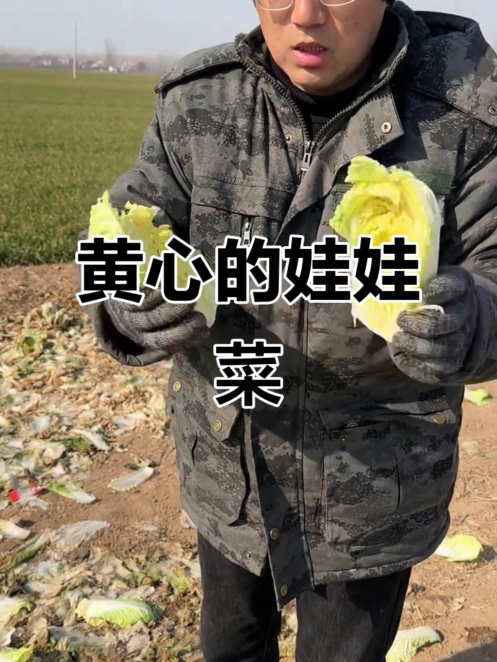 娃娃菜不是大白菜,黄心才是正宗!