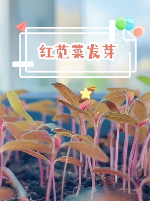 阳台种的红苋菜发芽了