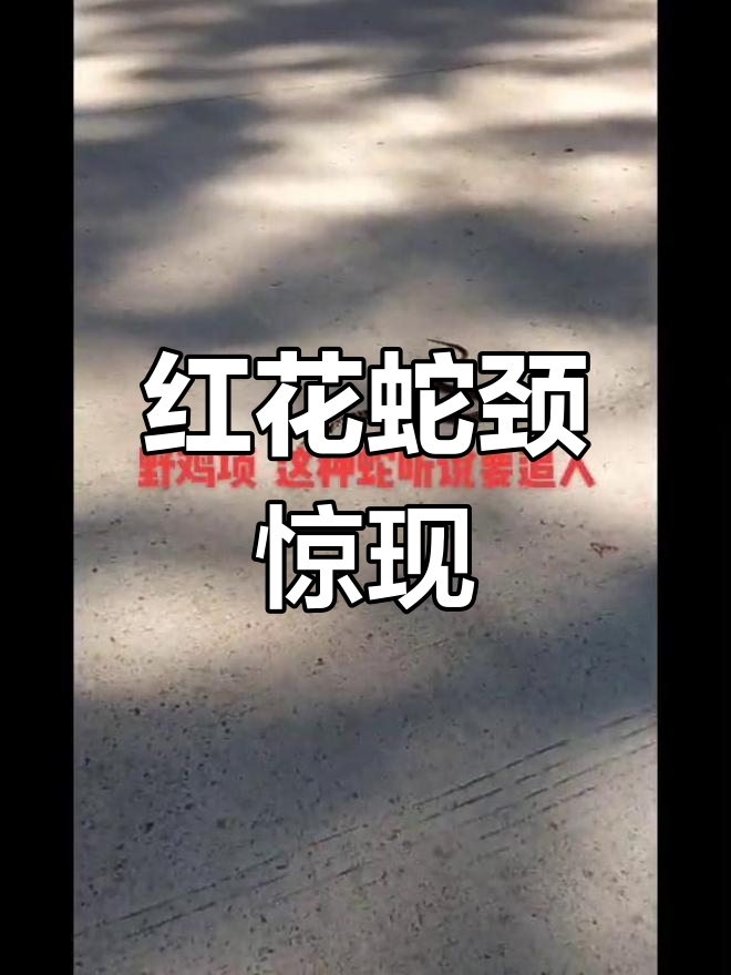 这条蛇脖子上的红花吓到我了