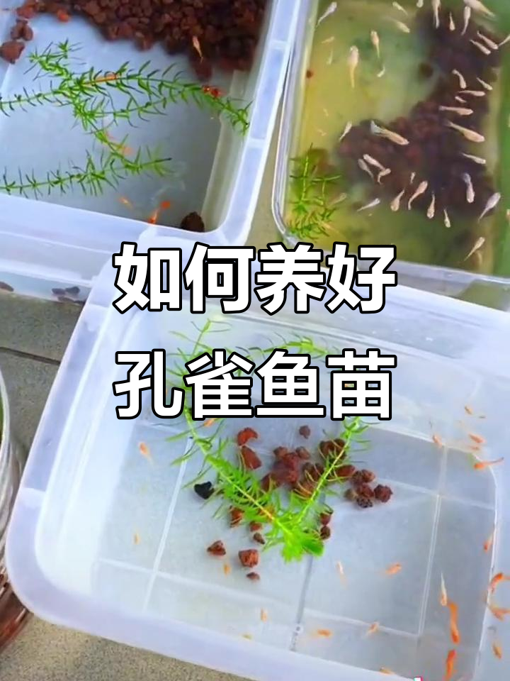 孔雀鱼宝宝出生后如何照顾?从喂食到水质管理全攻略