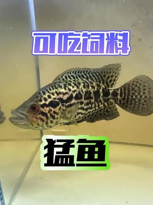 可以吃饲料的猛鱼,老虎斑,你值得拥有!