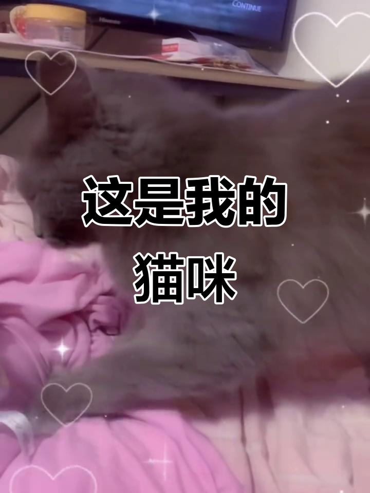 我的宝贝猫鲨鱼,我的最爱