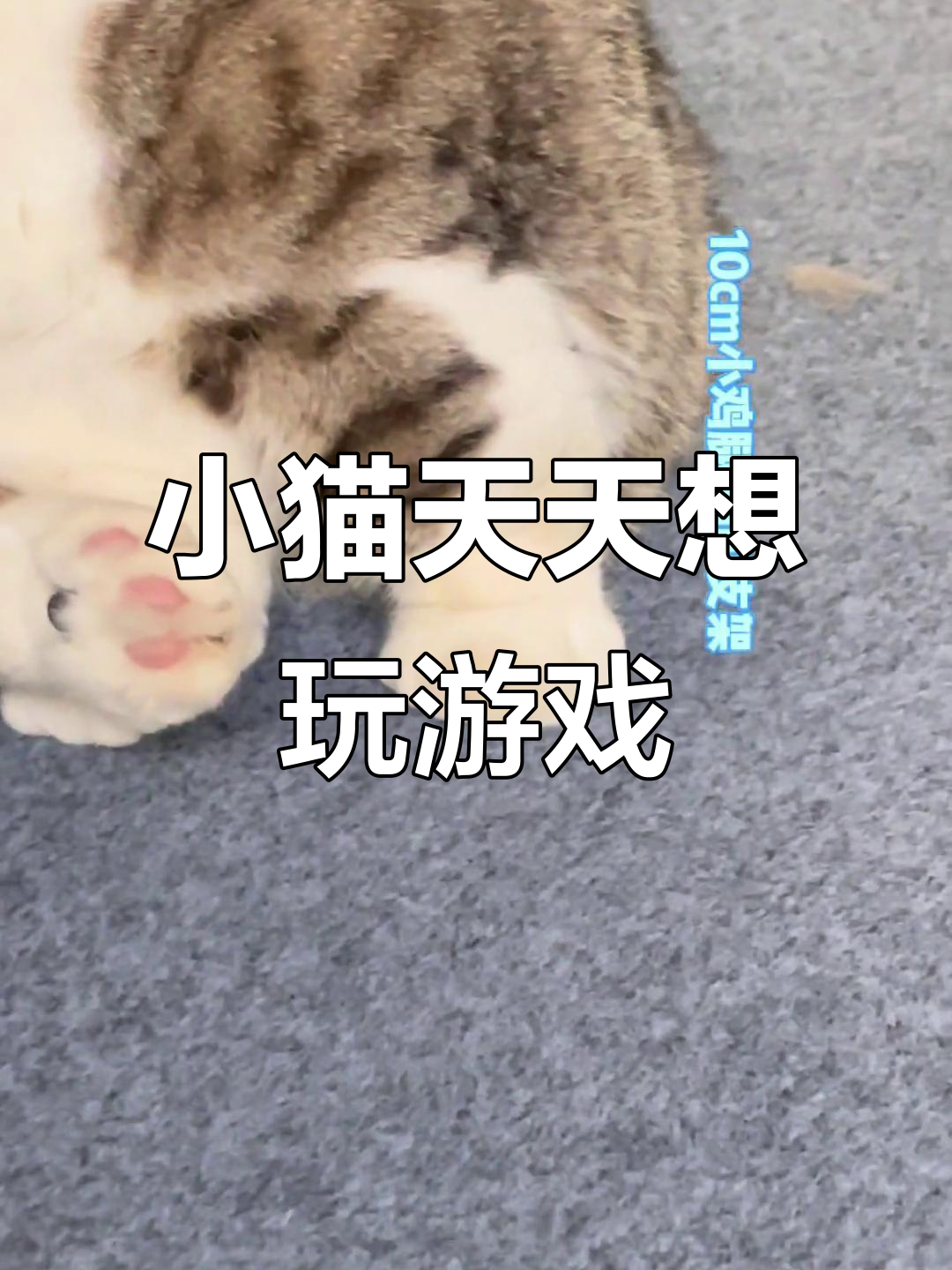 每天只想和你玩的小猫咪,真是太可爱了!