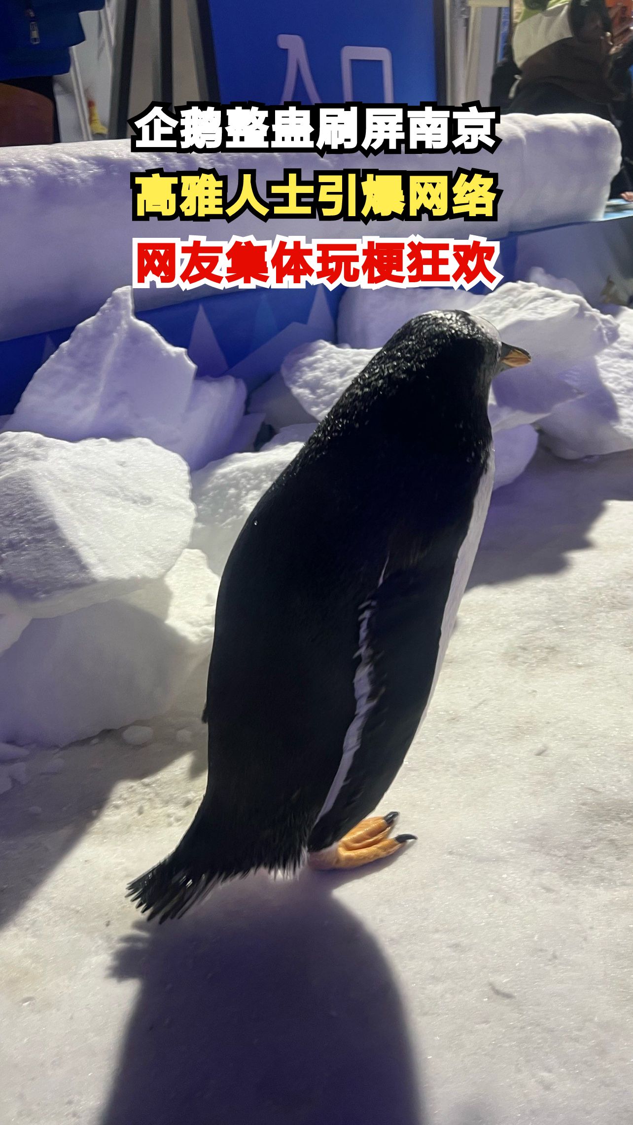 一只企鹅如何血洗全网?南京网友集体整活引爆社交平台
