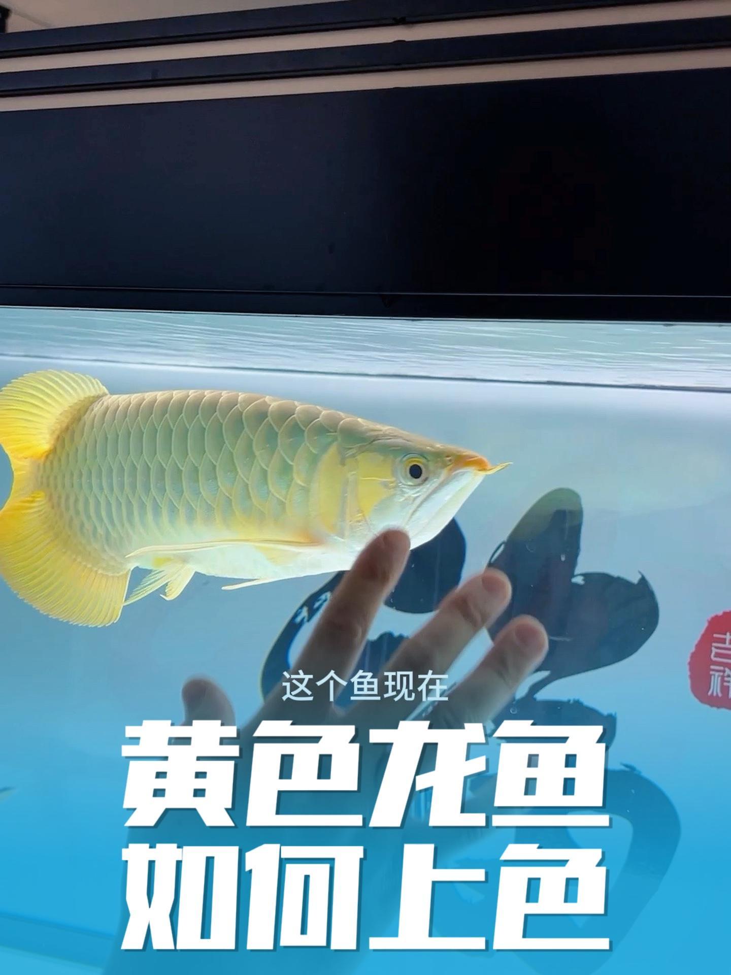 别看他现在颜色不咋地后期颜色拉满效果绝对一流 观赏鱼 龙鱼 水族 红龙 养鱼