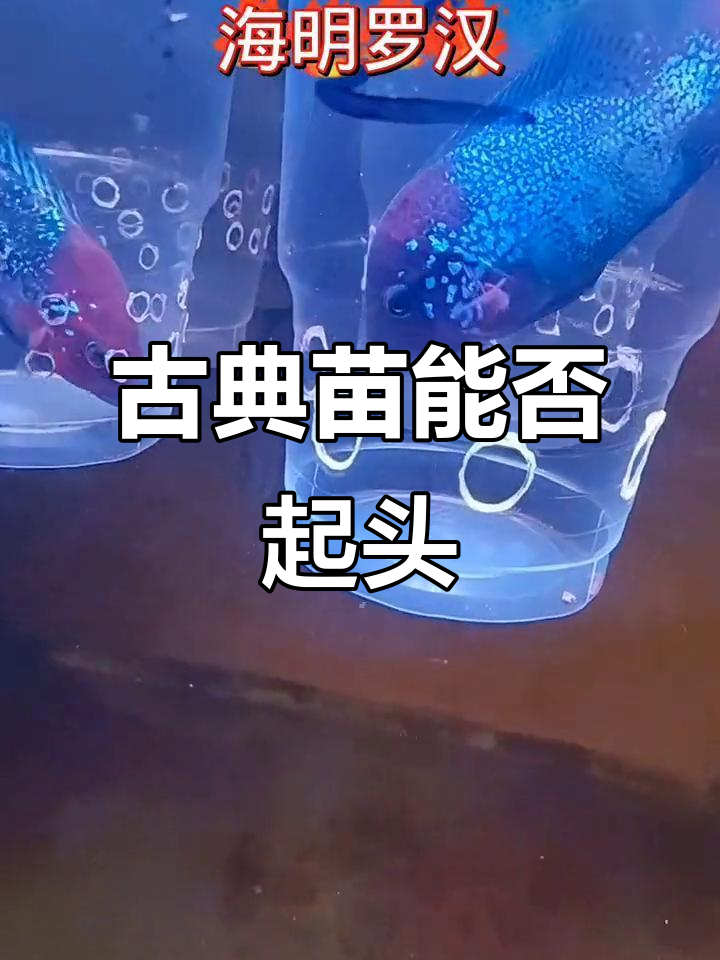 小古典苗能起头吗?看这位老铁的细心饲养