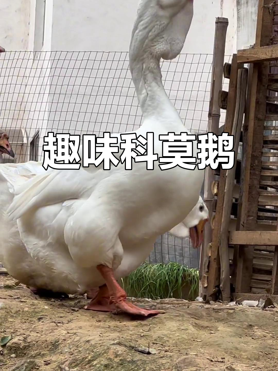 科莫鹅与宠物鸭的奇妙时光,观赏鸡也能这么有趣!