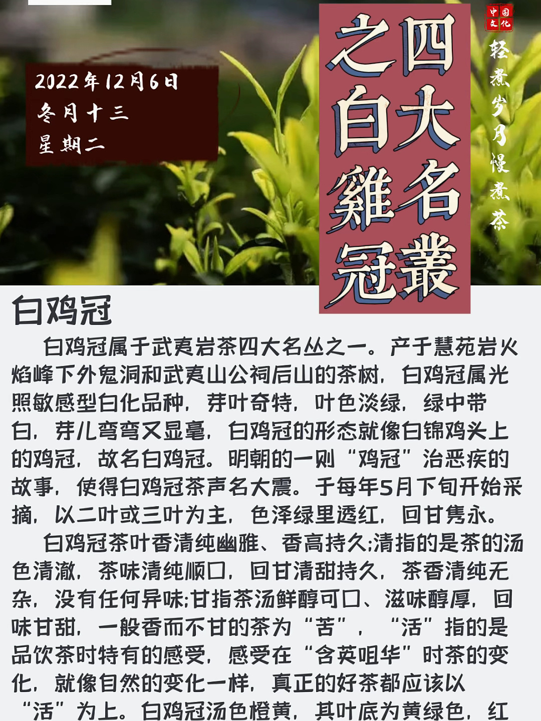 武夷岩茶白鸡冠
