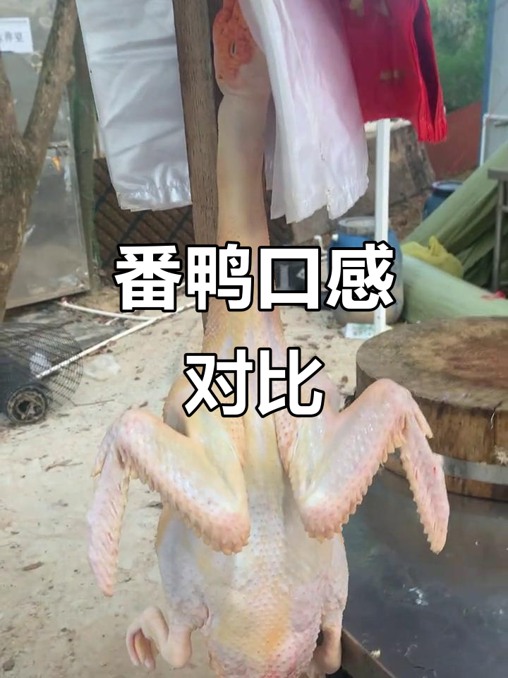 大种番鸭肉质紧实,小种更鲜嫩,炖汤味道绝佳!