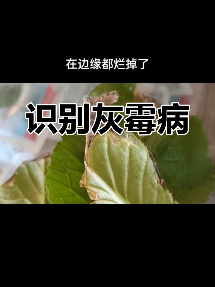 灰霉病的症状与防治
