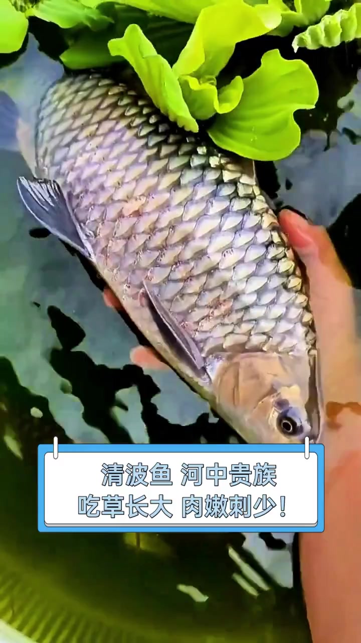 清波鱼,河中贵族,吃草长大,肉嫩刺少!
