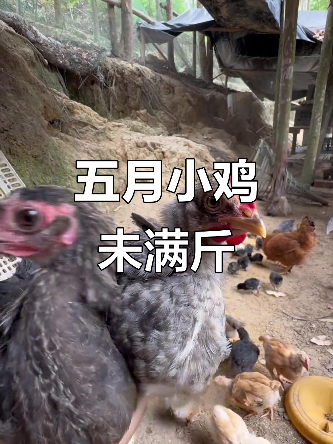 佛系养鸡的后果:五个月的小鸡还不到一斤,苍老的脸庞让人心疼