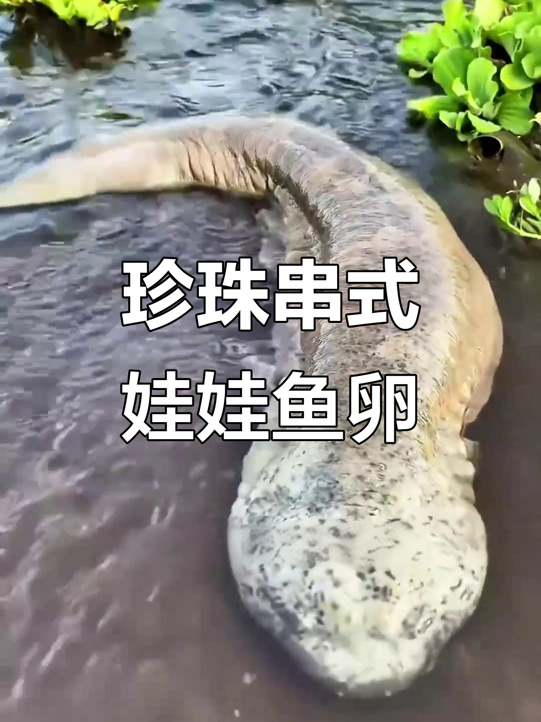 巨型娃娃鱼产下的珍珠卵，竟然是这样！