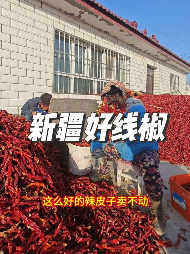 冬天是吃辣皮子的季节 这么好的新疆长线椒，香辣十足，家里备一点吧 记录生活 农村 干辣椒
