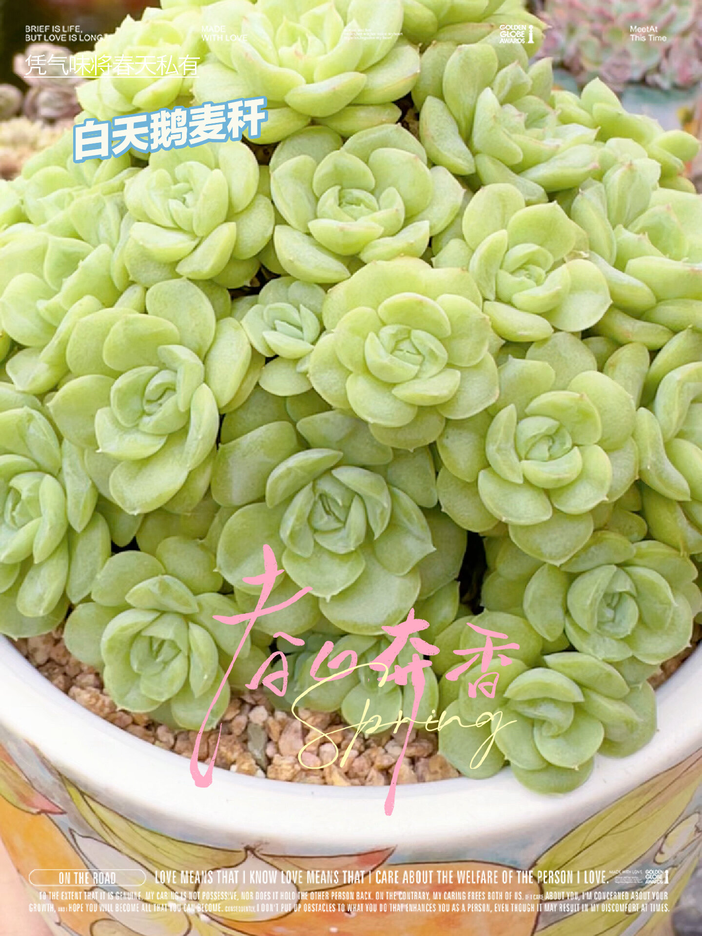 如何把白天鹅麦秆养成朵朵群,花友必看