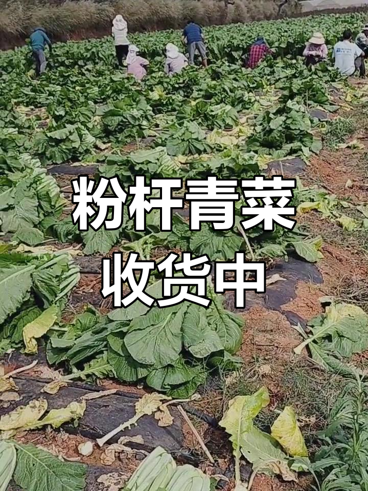 2023年粉杆青菜收购启动,数量不限