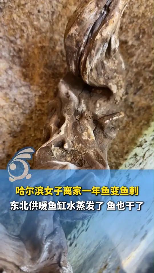 哈尔滨女子离家一年鱼变鱼刺：第一次养鱼不太懂，东北供暖鱼缸水蒸发了 鱼也干了