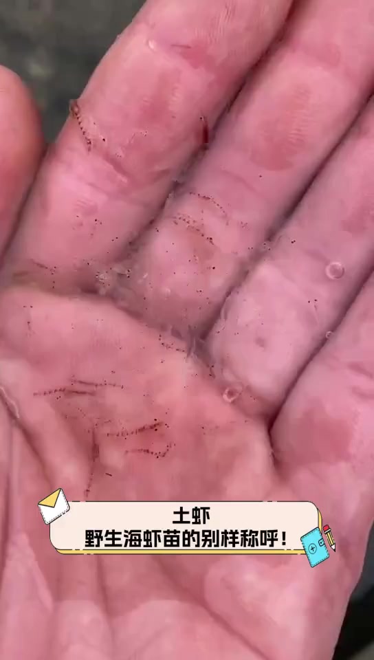 土虾,野生海虾苗的别样称呼!