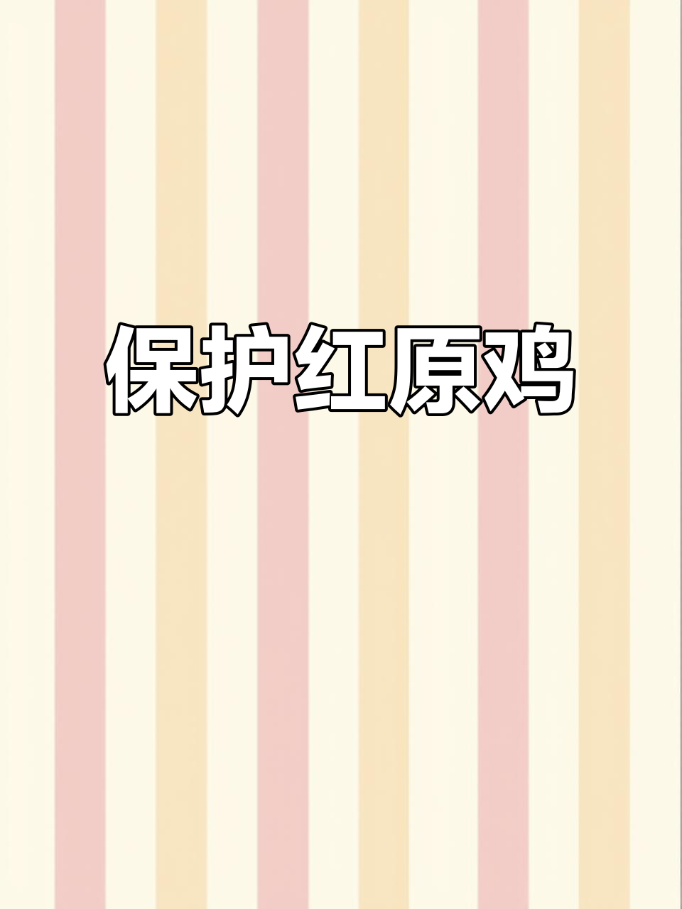 红原鸡是珍稀野生动物,云南偶遇切勿捕食