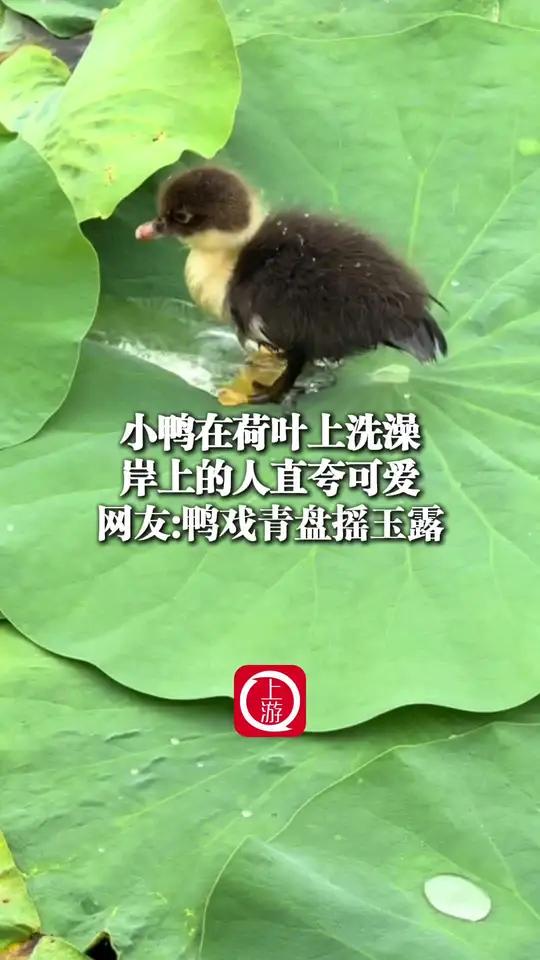 小鸭在荷叶上洗澡被岸上的人直夸可爱 6月28日（受访），吉林长春，小鸭在荷叶上洗澡被岸上的