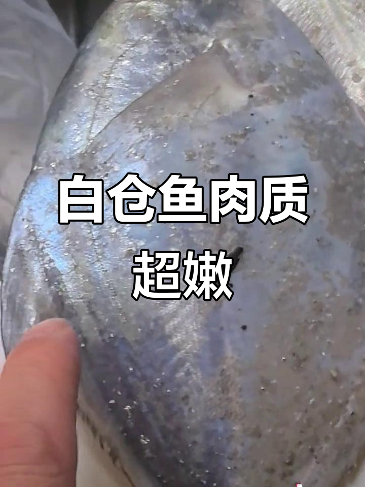 渤海湾白仓鱼鲜美无比,清蒸红枣搭配最美味