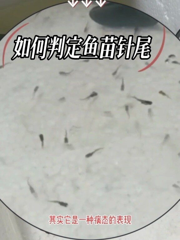 如何判定鱼苗针尾