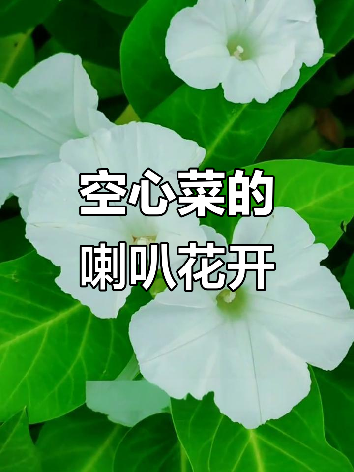 空心菜开花竟是白色喇叭花,玄花科揭秘