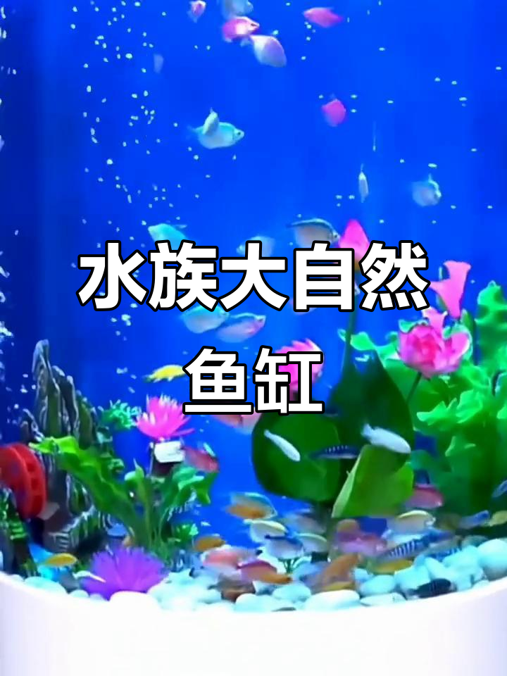半圆形鱼缸造景,打造水族自然景观