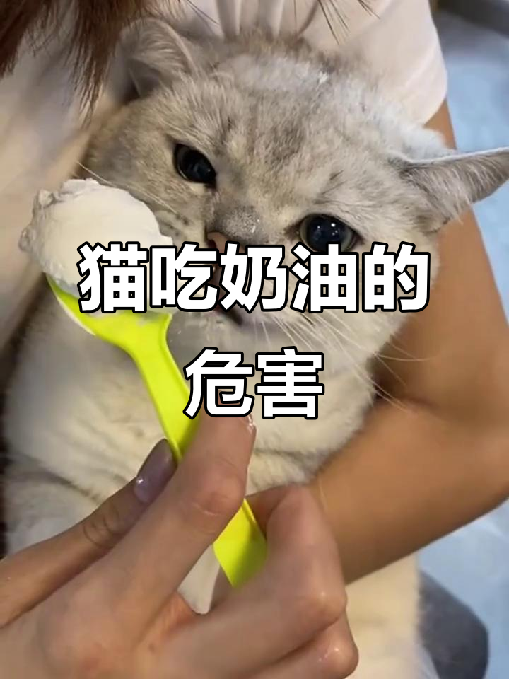 猫咪能吃奶油吗?了解这些健康风险