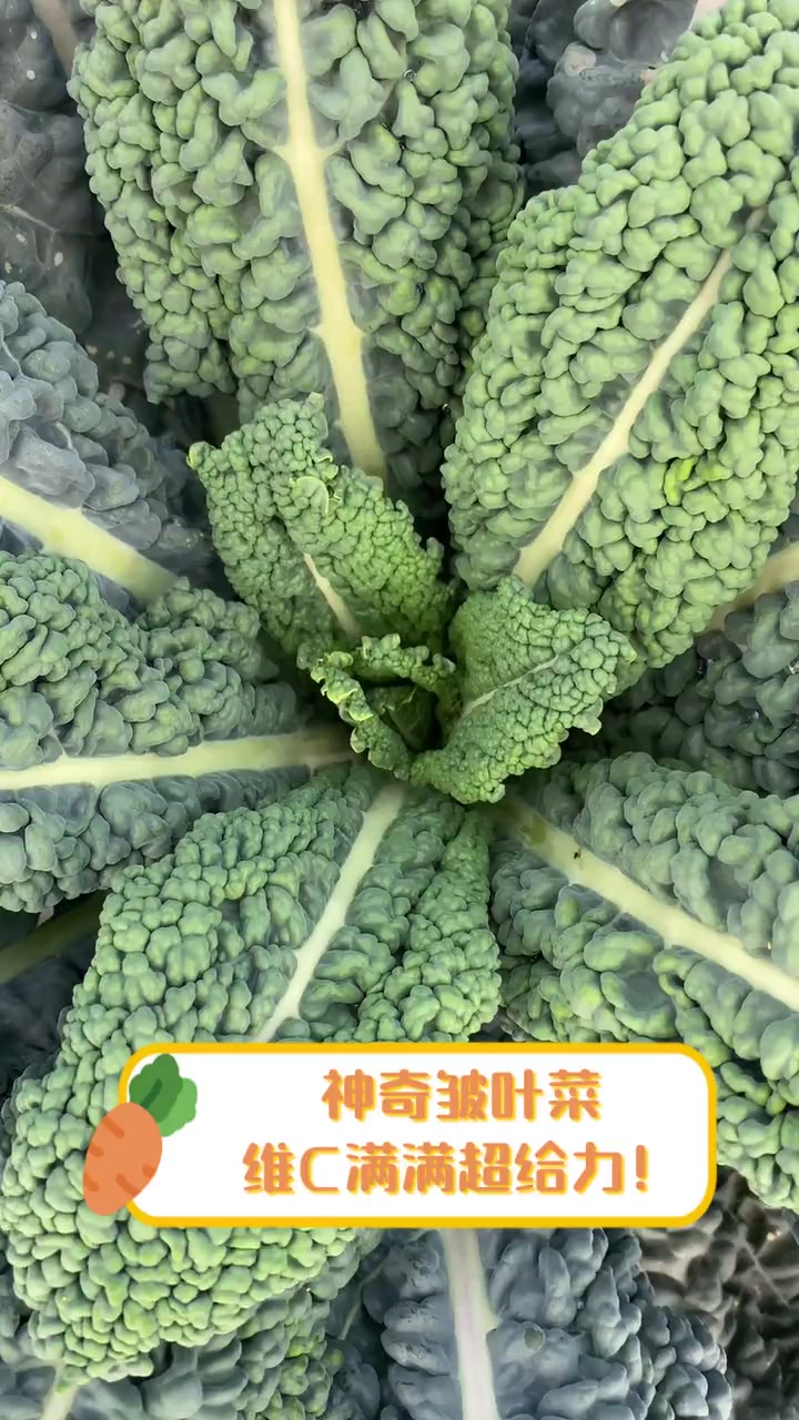 神奇皱叶菜,维C满满超给力!
