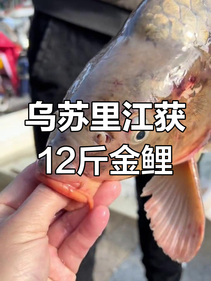 乌苏里江野生大鲤鱼现身,12斤重金色鲤鱼惊艳登场